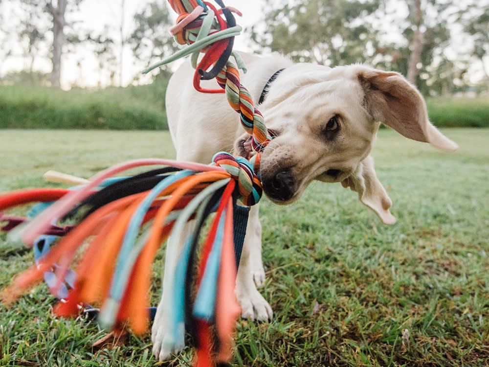 The 8 Best Tug Toys For Dogs Wildest