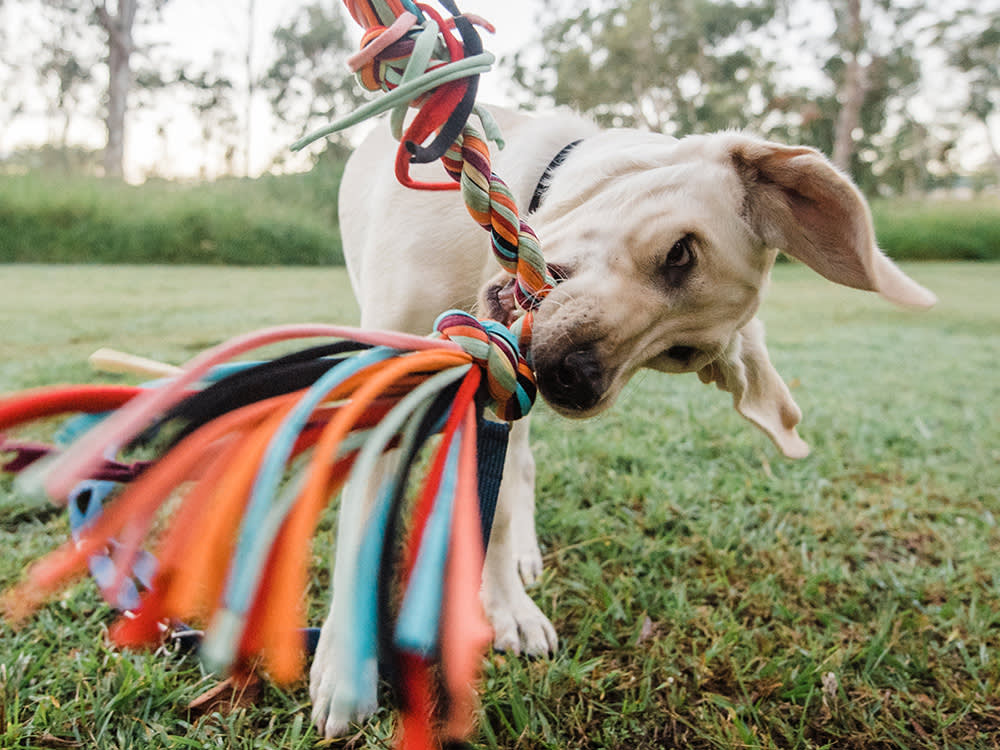 A close up shot of a dog biting on a tug of war dog toy outside in a grassy lawn. 