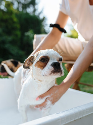 Little dog getting showered by his owner in the backyard.
