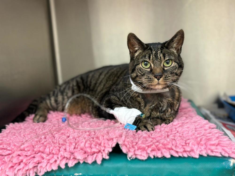 A tabby cat sitting on a pink towel with a drip attached to his arm. 
