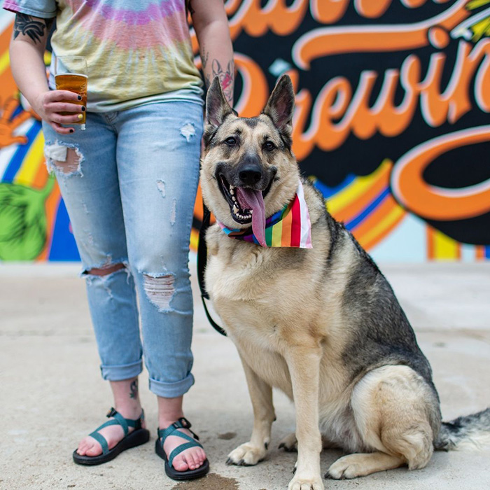 a large black and brown dog in a rainbow bandana at Lakewood Brewing