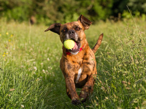 Dog playing fetch with tennis ball in long grass