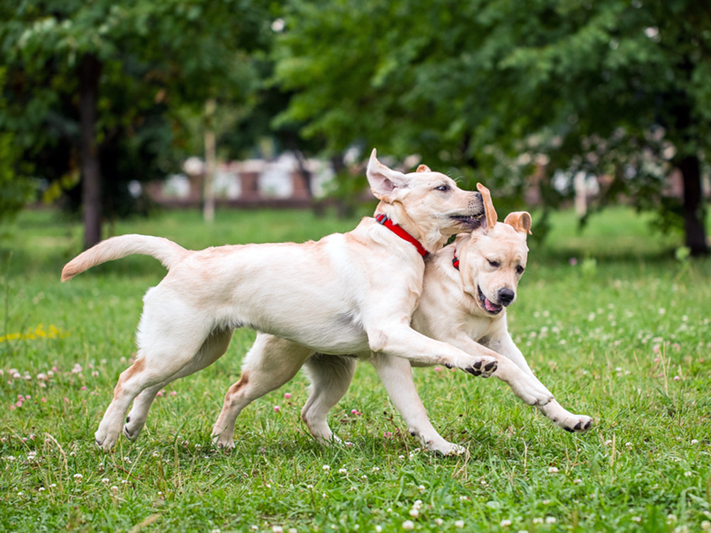 Two puppies playing together outside.