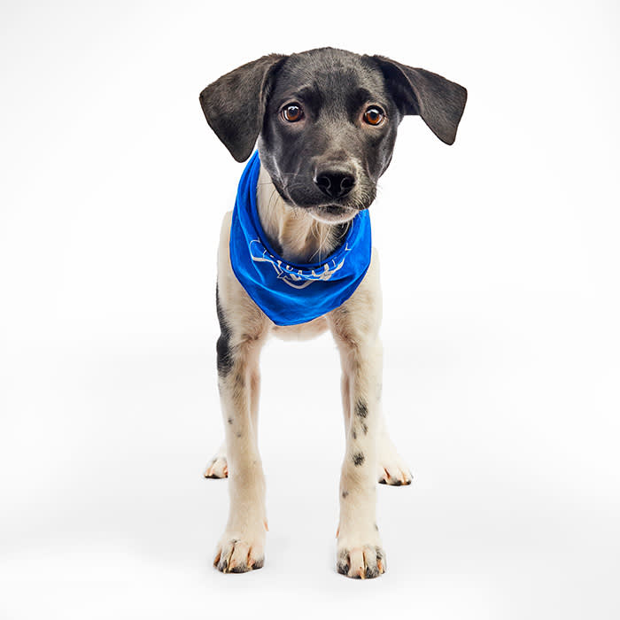 Abigail Puppy Bowl 2025