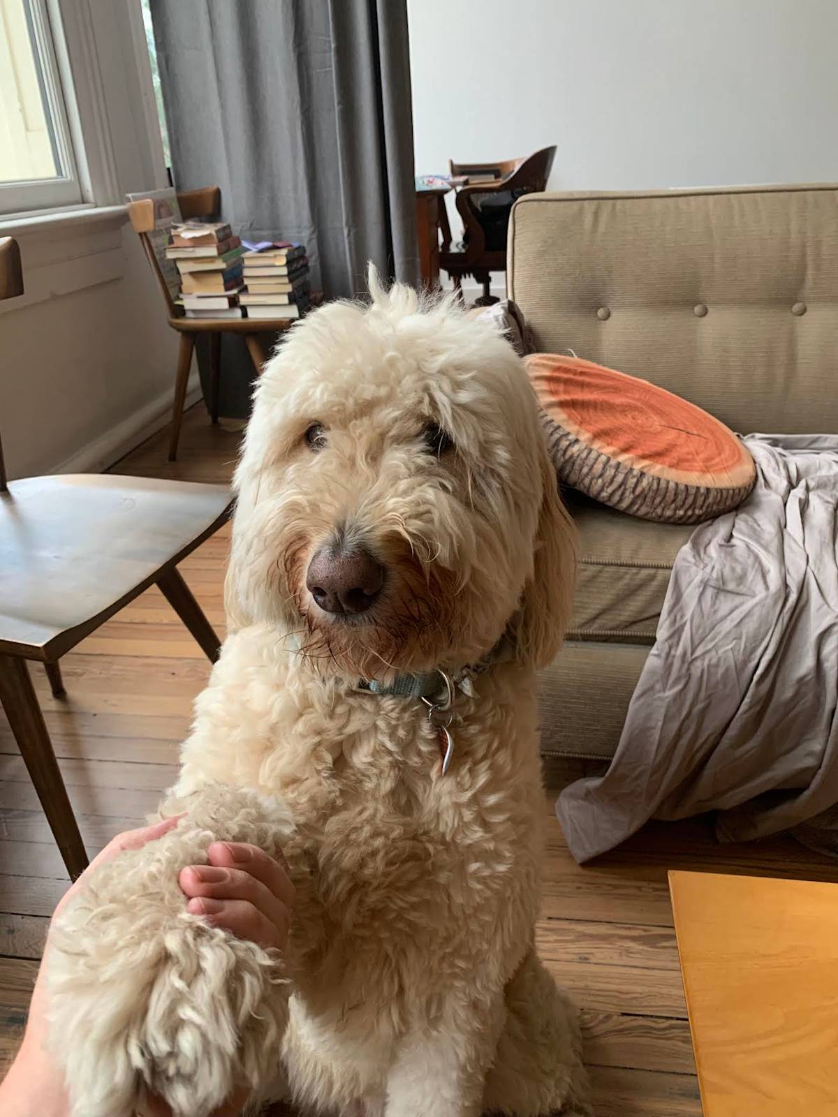 Cielo, a Goldendoodle