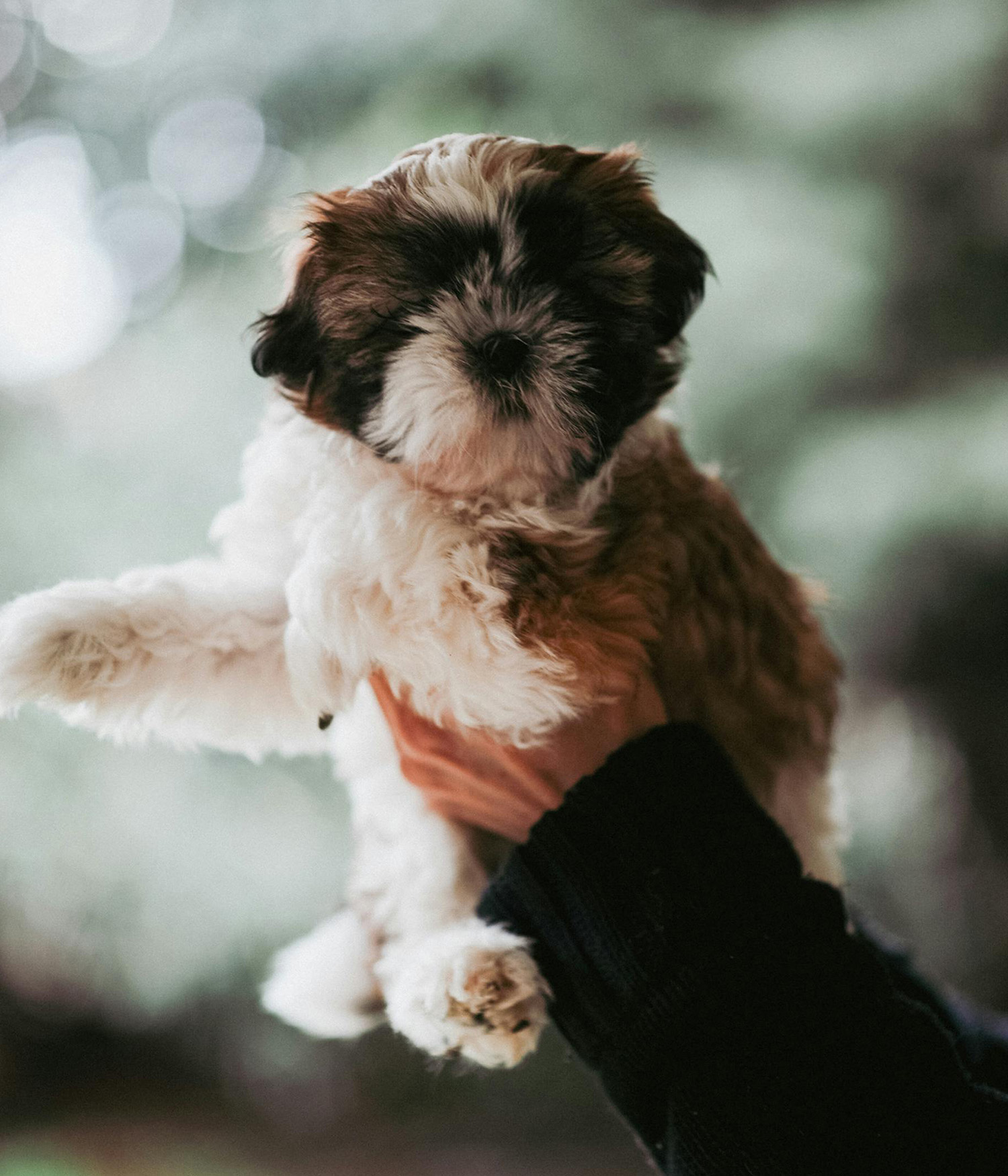 Charming Shih Tzu Puppy in Hand
