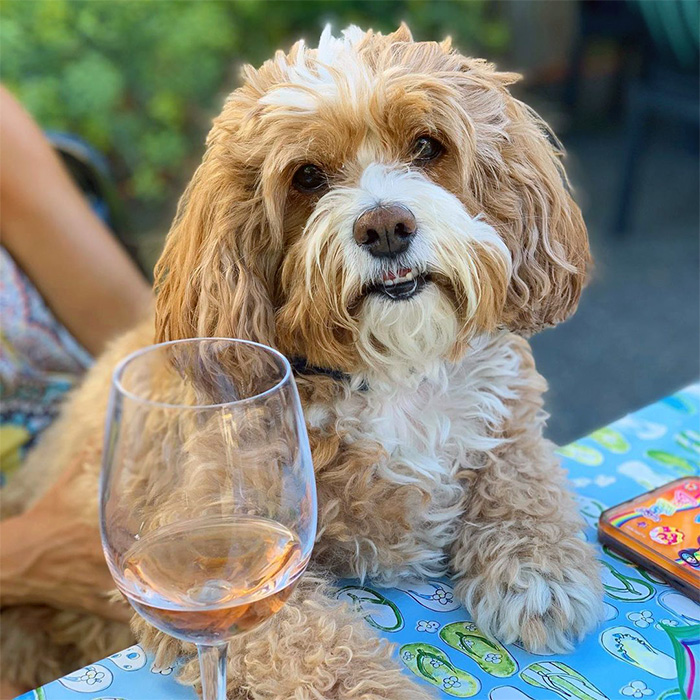 a dog at a table at Beverage Place