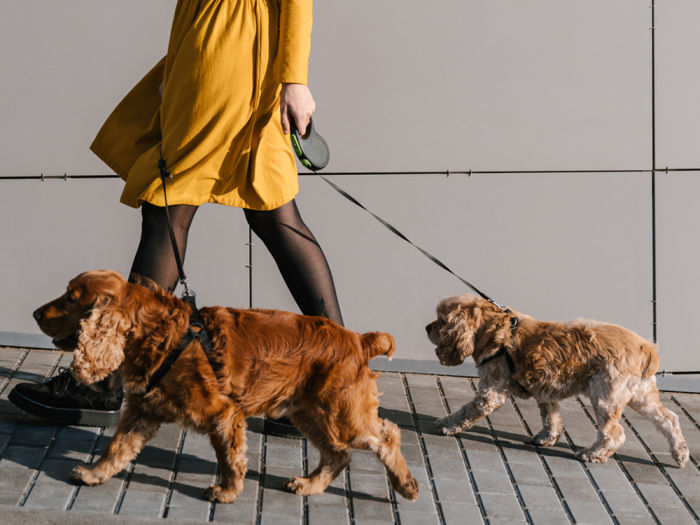 Woman in yellow dress and black tights and shoes with two dogs on leash walking on street