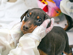 a dog being cuddled and comforted by a vet after being rescued from a breeding facility in Iowa