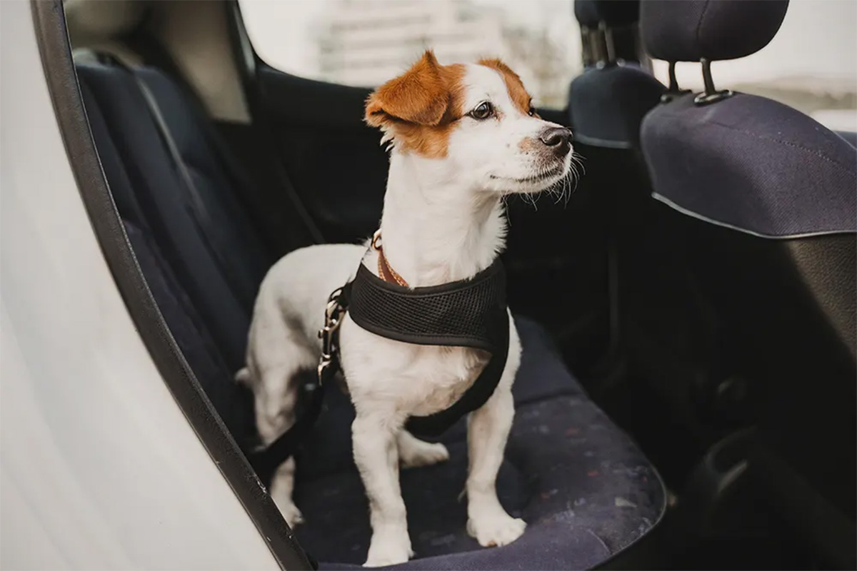 dog in a seatbelt in a car