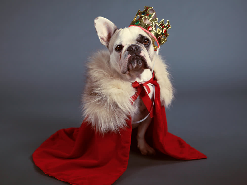 french bulldog in king's robe and crown