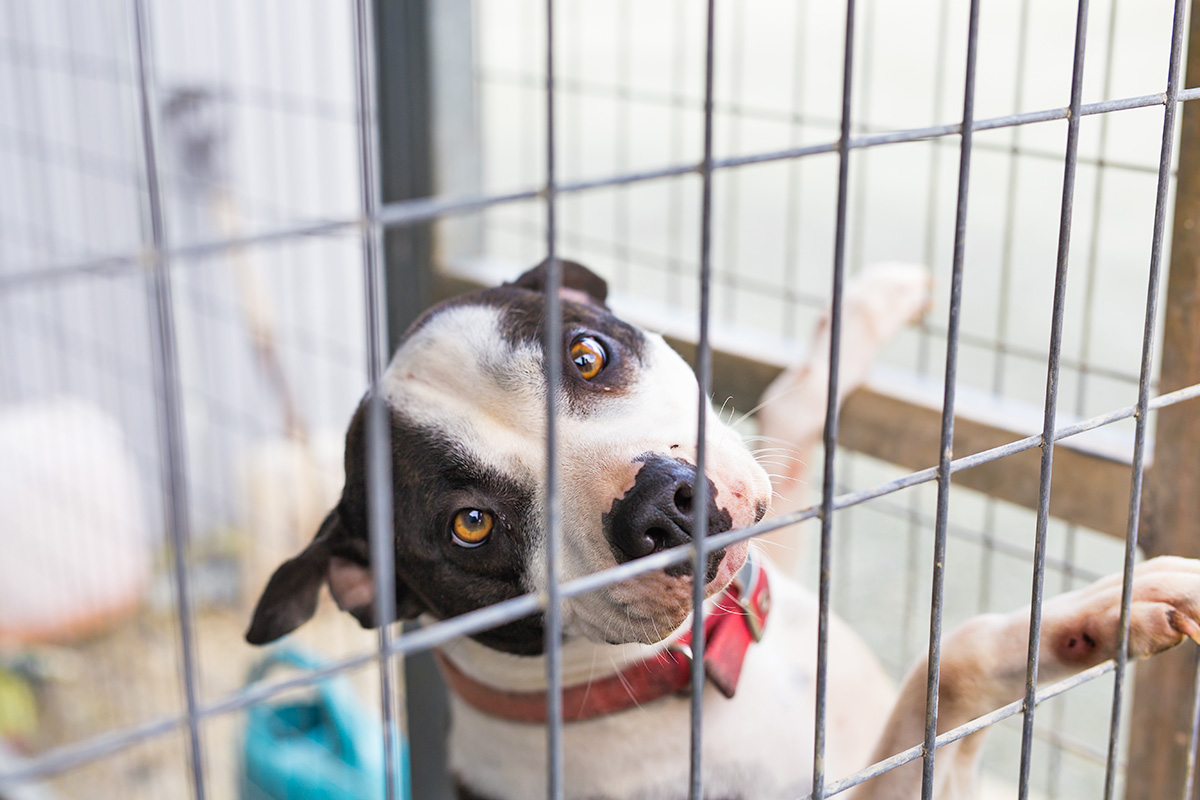 a black and white dog looking out from a cage