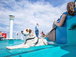Dog on a cruise with his owner.