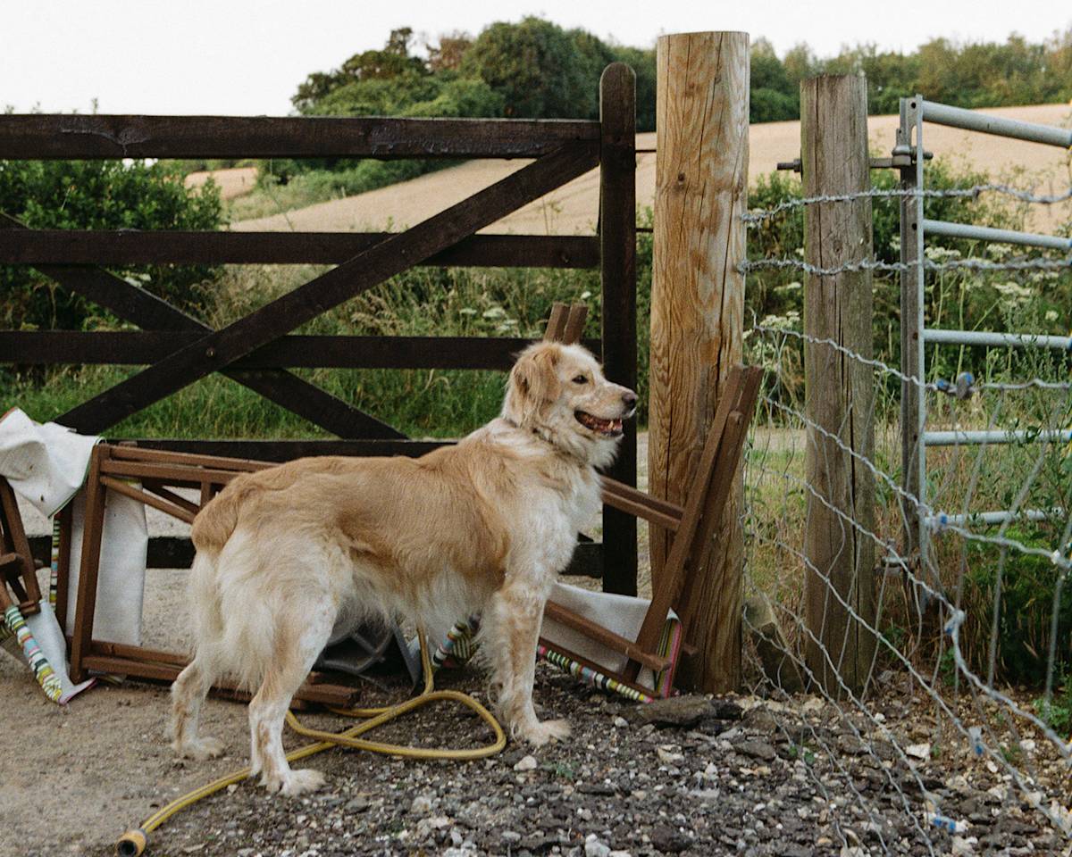 Golden dog near a gate in a field