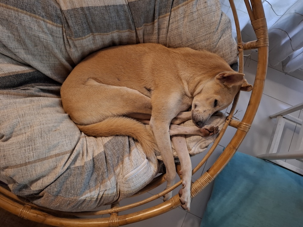 a brown dog curled up in a shrimp position