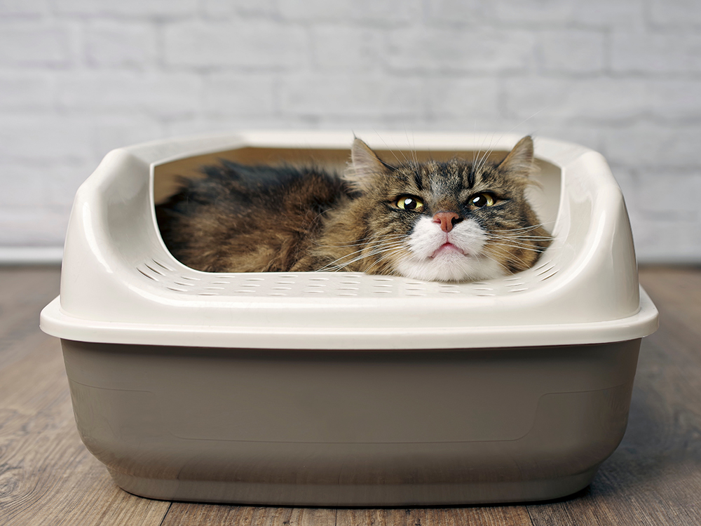 Why would a cat stop pooping in on sale the litter box