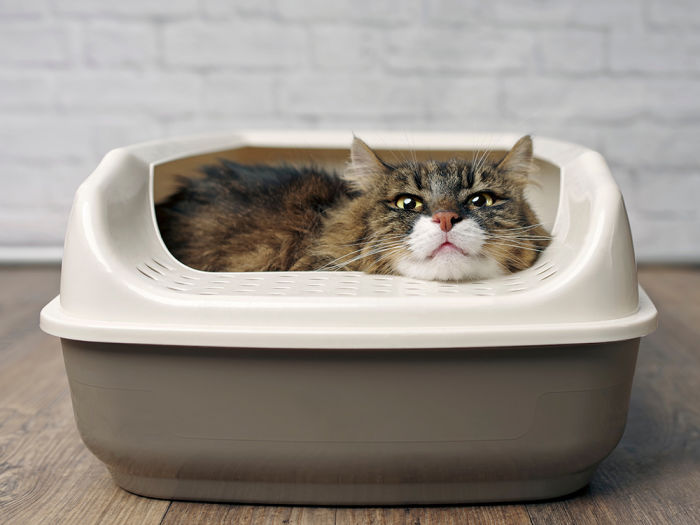 Funny tabby cat sitting in a litter box and looking curiously outside.