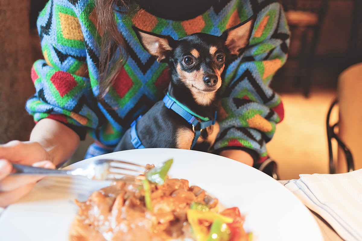 small dog sits on parent's lap at a restaurant