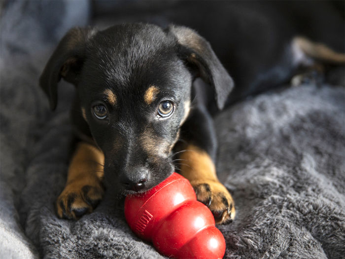 Puppy playing with KONG toy
