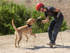 SAR dog works with a trainer on search and rescue training