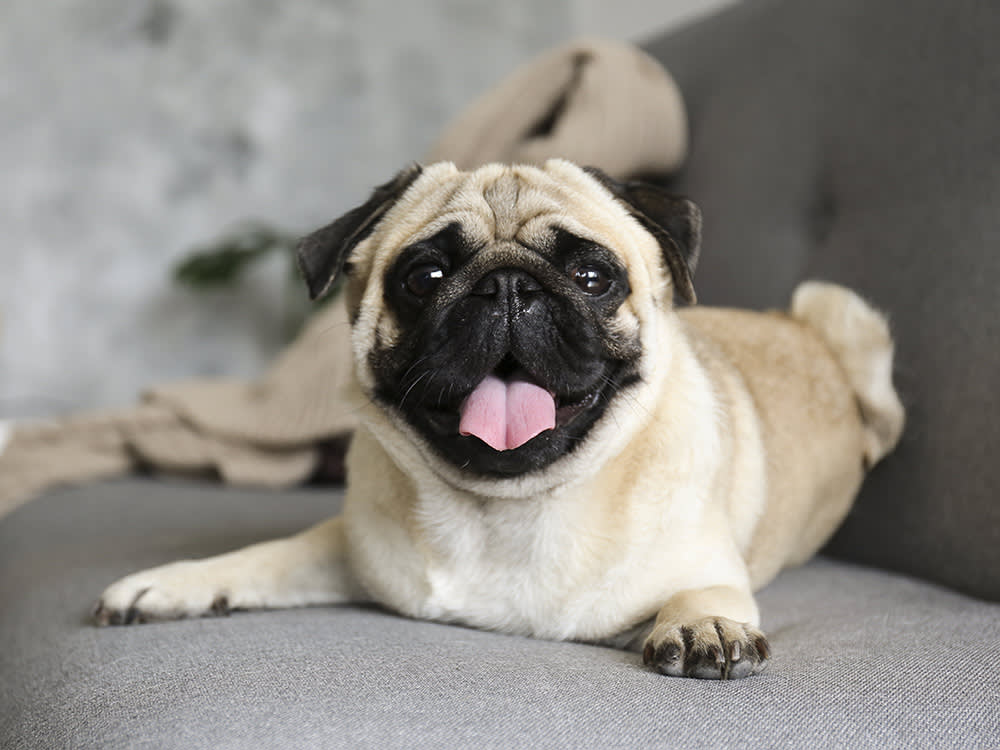 Pug