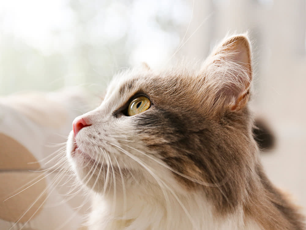 Portrait of siberian cat with green eyes by the window.