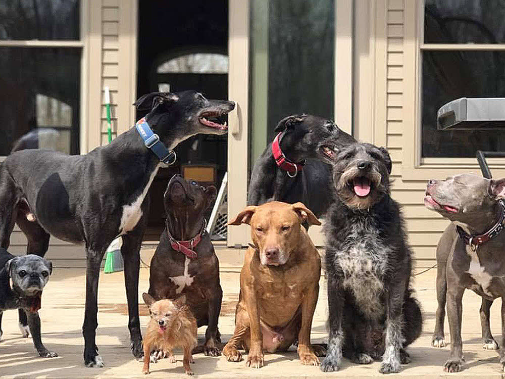 A group of senior dogs sit together.