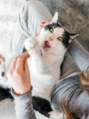 The Definitive Guide to Cat Behavior and Body Language – tuft + paw