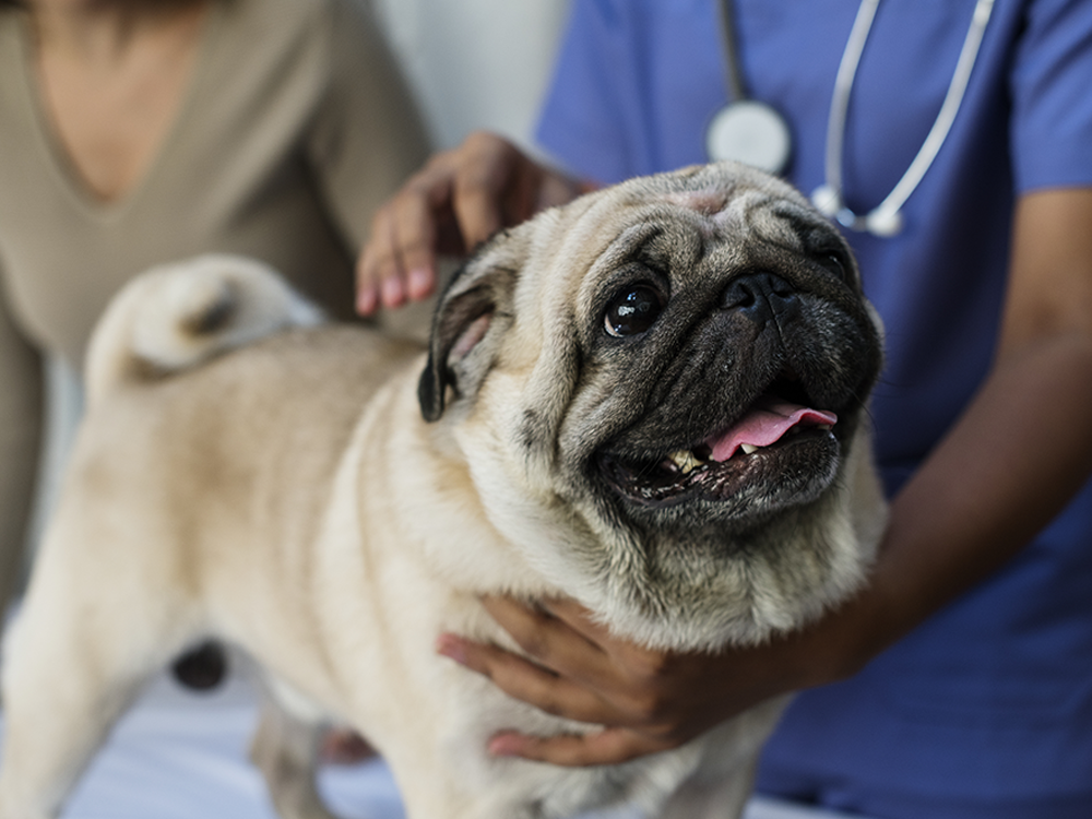 is heartworm dangerous for dogs