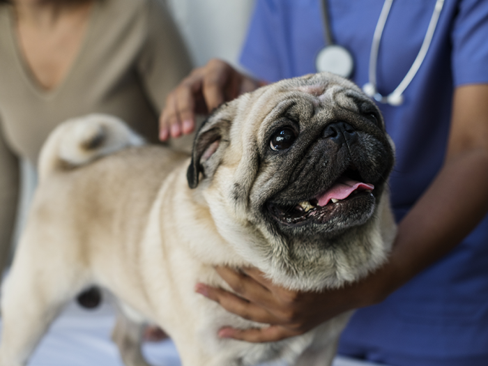 a pug is cradled by a person in scrubs with a stethoscope 
