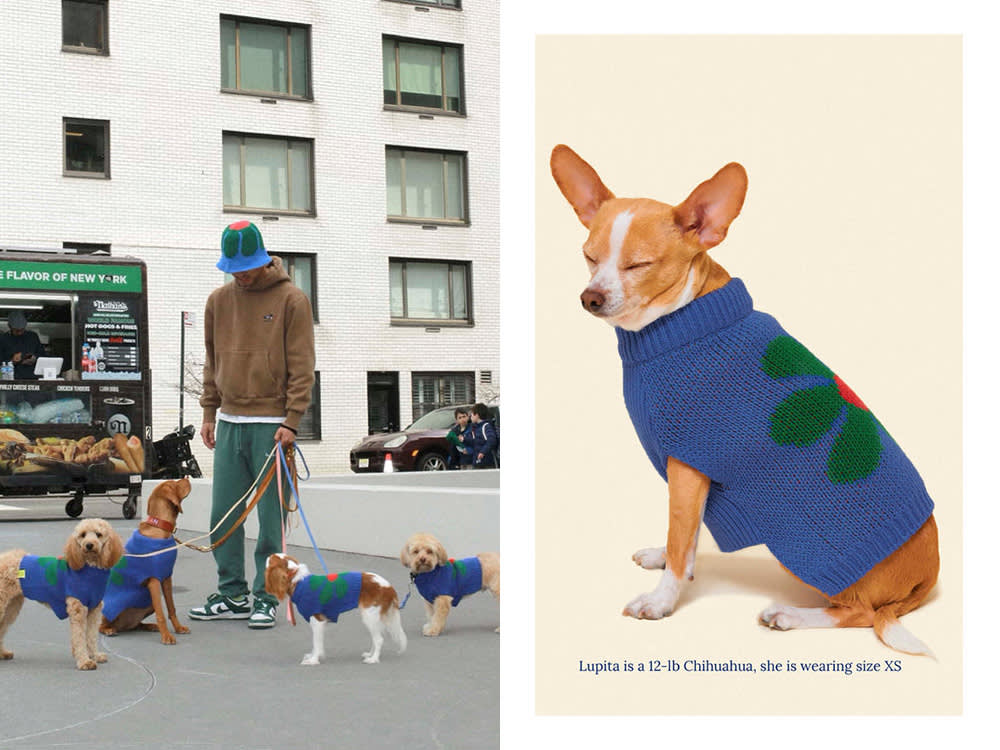 a pet parent wearing a bucket hat looks down at a group of dogs on leash wearing a matching sweater; a Chihuahua wears the Painkiller Daisy sweater