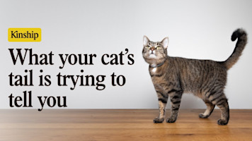 What Your Cat’s Tail Is Really Saying
