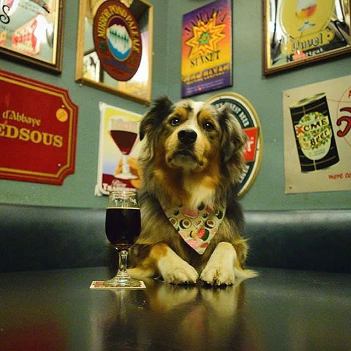 a dog posing with a glass of wine at Toronado