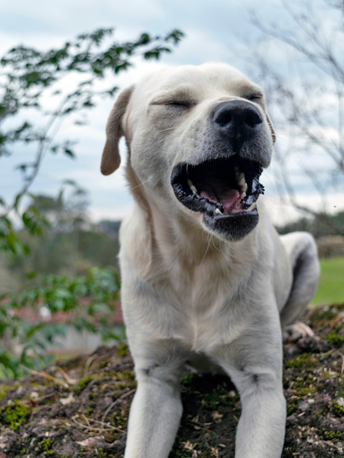 Labrador dog coughing outdoors.