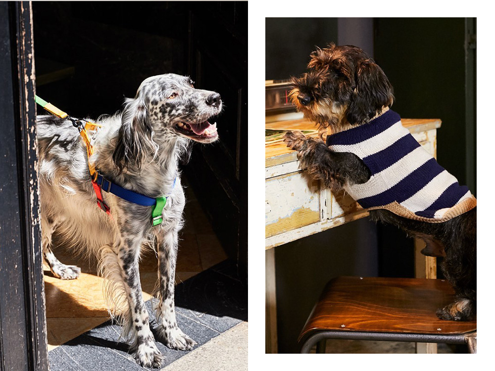 a dog in a colorful harness; a dog in a black and white striped shirt