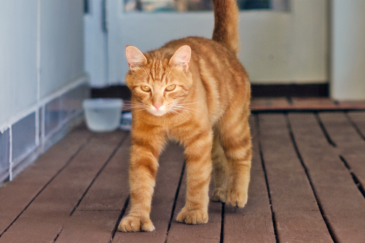 Orange polydactyl cat