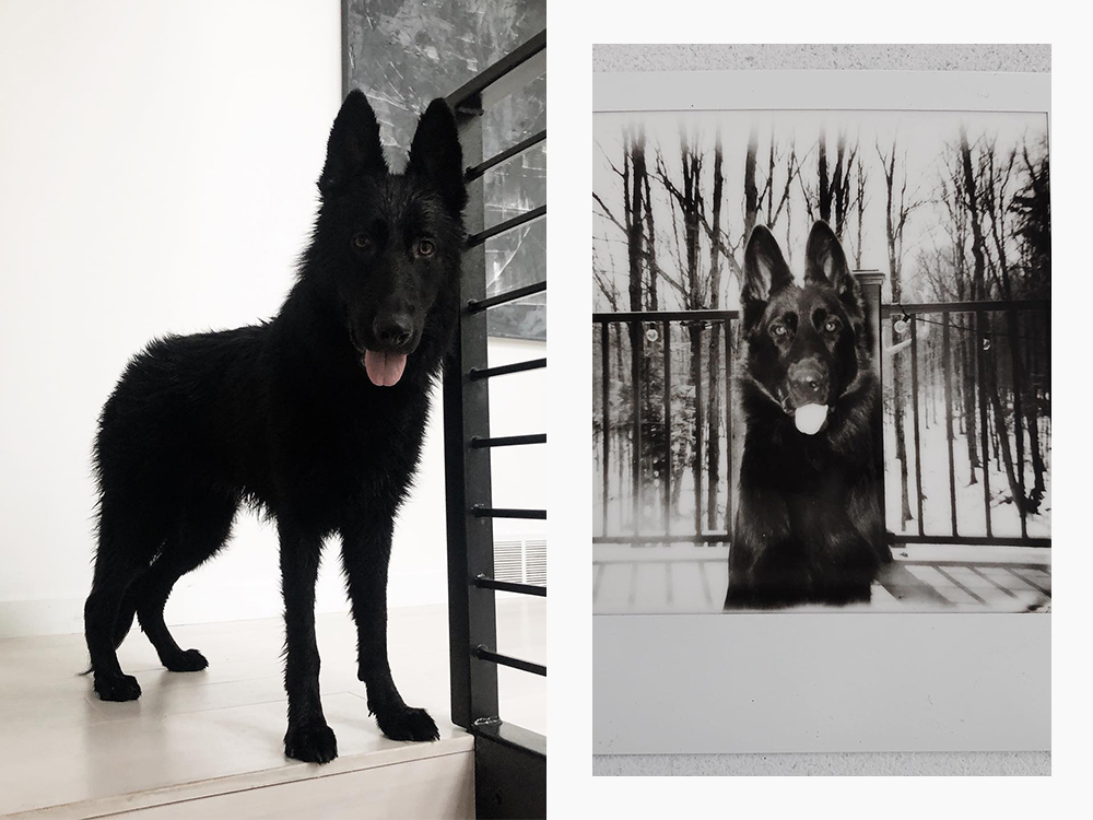 Zola Jesus's large black dog