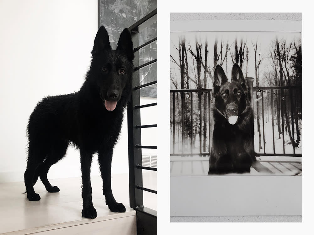 Zola Jesus's large black dog