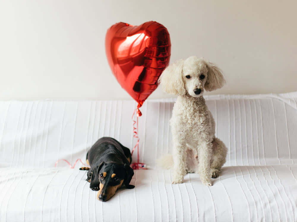 A black and crown dog and a white poodle sitting on a couch covered in a white blanket with a red heart-shaped balloon between them