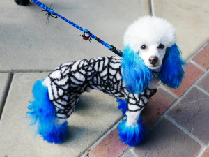 dog with blue dy