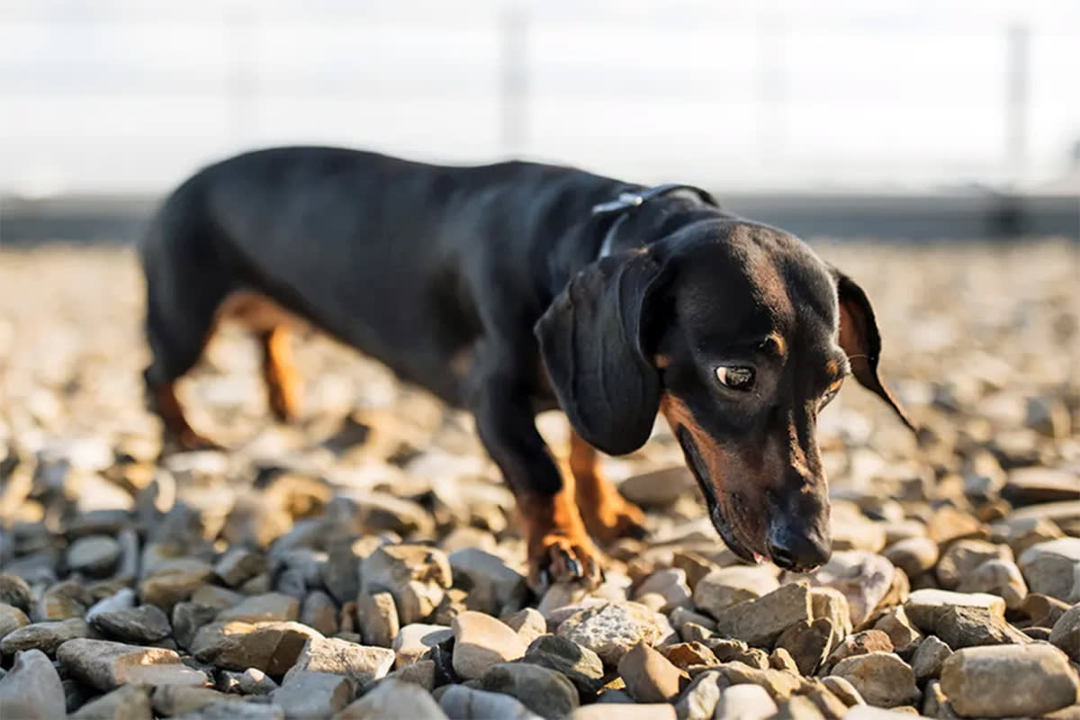 Dog eating rocks