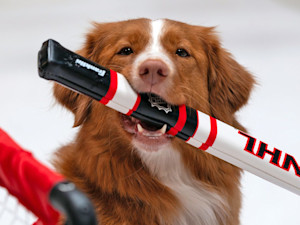 NHL To Host First-Ever 'Stanley Pup' Rescue Dog Competition.
