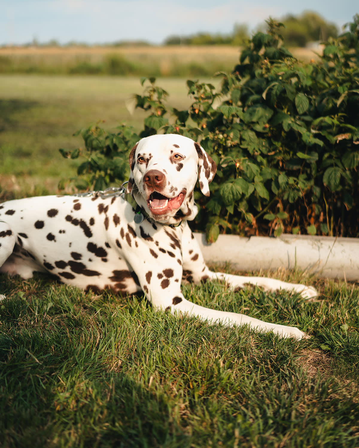 Dalmatian lying on the grass in a field