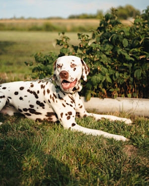 Dalmatian lying on the grass in a field