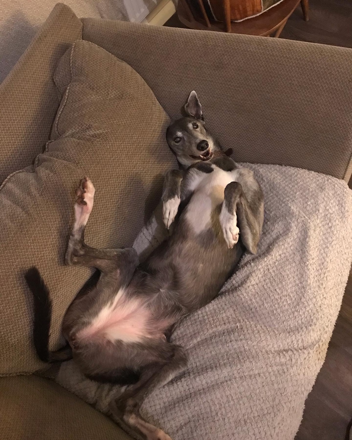 a greyhound looking silly rolling on their back on a brown sofa