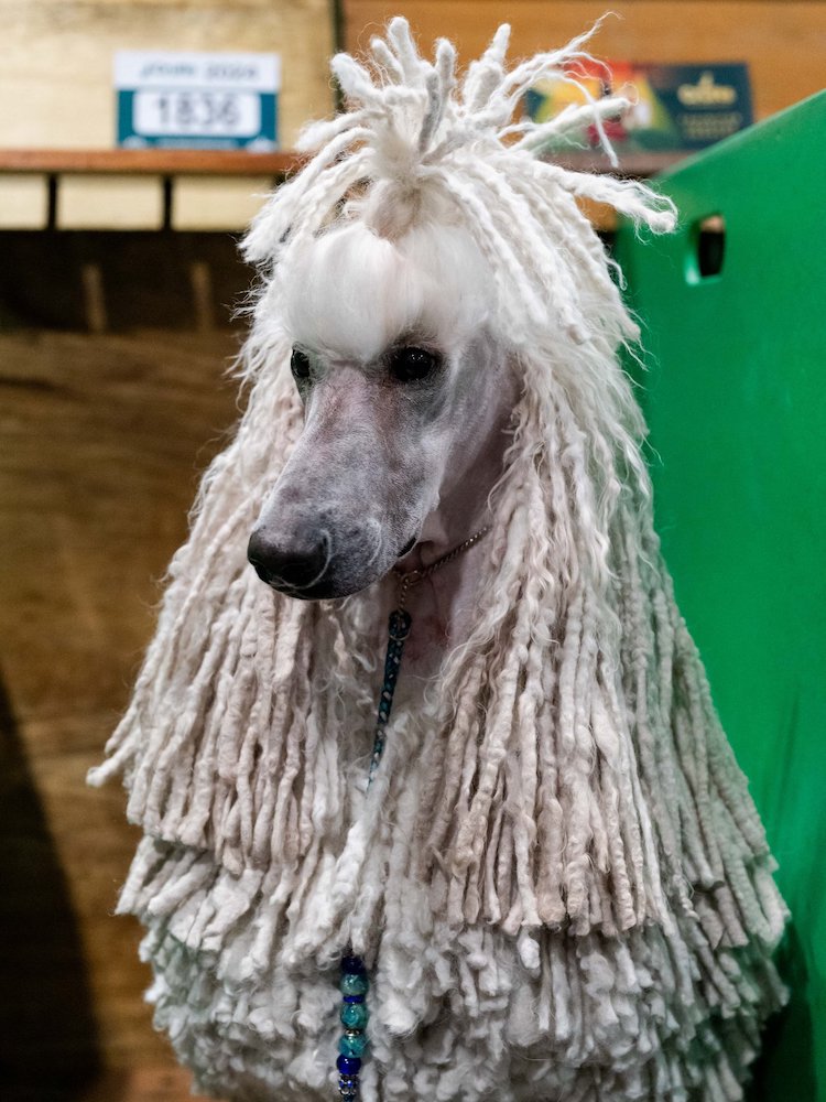corded white poodle with beaded leash