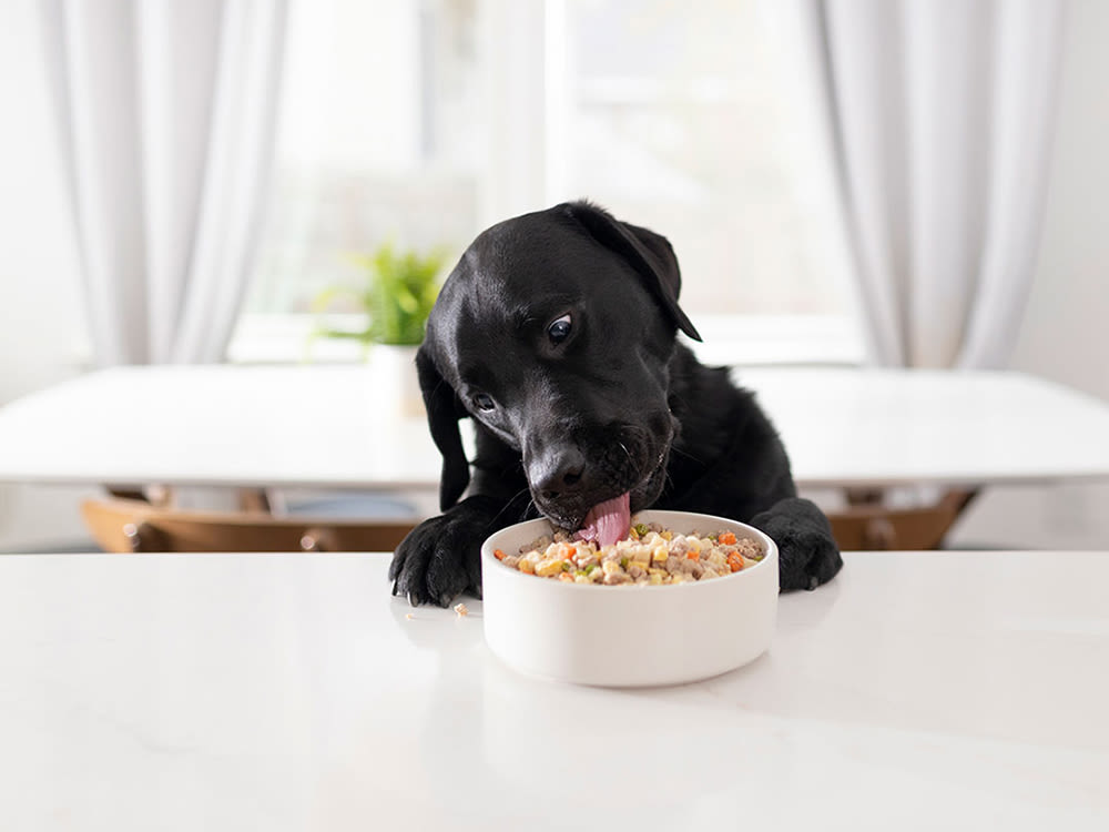 a black dog eats from a white bowl 