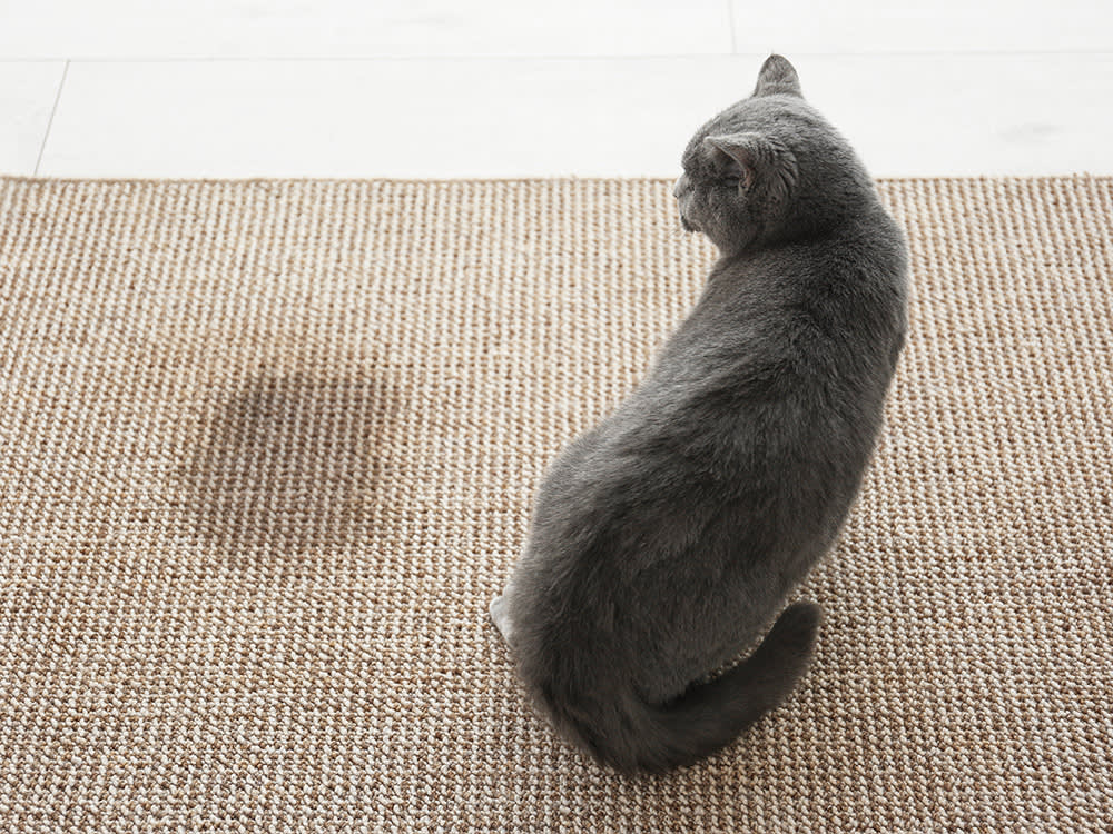 Picture of a grey cat sitting next to a wet patch on a beige carpet