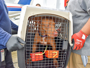 Animal shelters working to rescue pets ahead of Hurricane Milton.