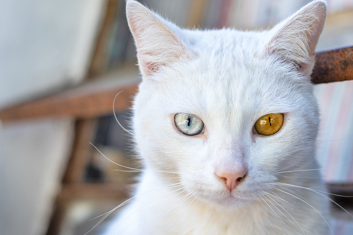 Cat with heterochromia